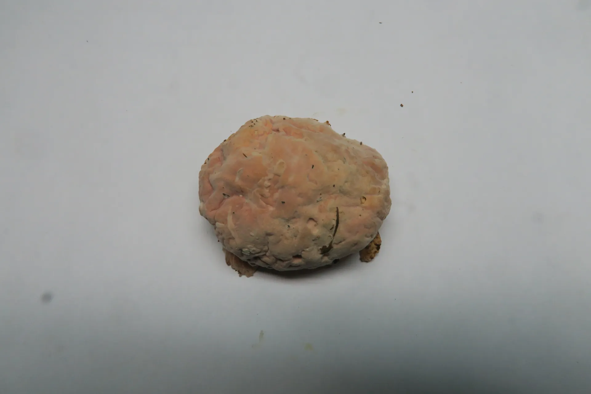 Mycogone rosea - 1 - IMG_0853